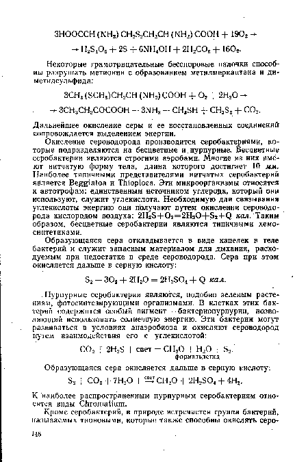 К наиболее распространенным пурпурным серобактериям относятся виды СЬгота ит.