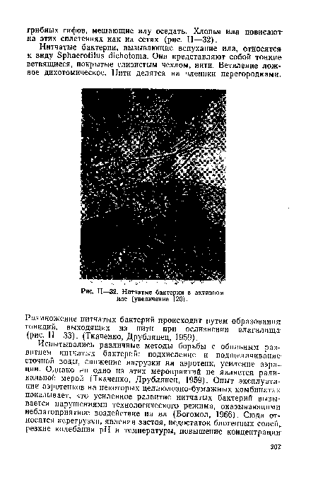 Нитчатые бактерии в активном иле (увеличение 120).