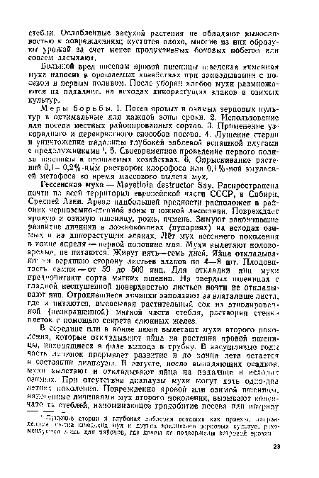 Гессенская муха — Mayetiola destructor Say. Распространена почти по всей территории европейской части СССР, в Сибири, Средней Азии. Ареал наибольшей вредности расположен в районах черноземно-степной зоны и южной лесостепи. Повреждает яровую и озимую пшеницу, рожь, ячмень. Зимуют закончившие развитие личинки в ложнококонах (пупариях) на всходах озимых и на дикорастущих злаках. Лёт мух весеннего поколения в конце апреля — первой половине мая. Мухи вылетают половозрелые, не питаются. Живут пять—семь дней. Яйца откладывают на верхнюю сторону листьев злаков по 4—8 шт. Плодовитость самки — от 50 до 500 яиц. Для откладки яиц мухи предпочитают сорта мягких пшениц. На твердых пшеницах с гладкой неопушенной поверхностью листьев почти не откладывают яиц. Отродившиеся личинки заползают за влагалище листа, где и питаются, высасывая растительный сок из этиолированной (неокрашенной) мягкой части стебля, растворяя стенки клеток с помощью секрета слюнных желез.