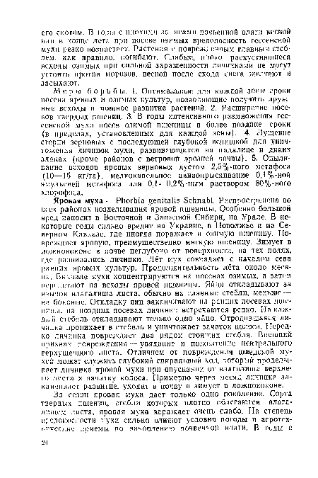 Меры борьбы. 1. Оптимальные для каждой зоны сроки посева яровых и озимых культур, позволяющие получить дружные всходы и мощное развитие растений. 2. Расширение посевов твердых пшениц. 3. В годы интенсивного размножения гессенской мухи посев озимой пшеницы в более поздние сроки (в пределах, установленных для каждой зоны). 4. Лущение стерни зерновых с последующей глубокой вспашкой для уничтожения личинок мухи, развивающихся на падалице и диких злаках (кроме районов с ветровой эрозией почвы). 5. Опыли-вание всходов яровых зерновых дустом 2,5%-ного метафоса (10—15 кг/га), мелкокапельное авиаопрыскивание 0,1%-ной эмульсией метафоса или 0,1—0,2%-ным раствором 80%-ного хлорофоса.