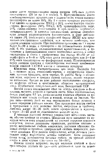 Шведская муха. Распространены два вида: Oscinella Frit L. — овсяная муха, глянцевито-черная, с прозрачными крыльями, желтым брюшком, ноги черные; О. pusilla Meig. — ячменная муха, передние и средние голени светлые, задние посредине затемнены. Вредят во всех районах возделывания кукурузы, но особенно сильно в центральных областях нечерноземной зоны, Прибалтике, северо-западной зоне, Белорусской ССР.