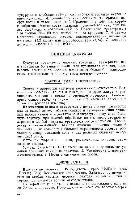 Меры борьбы. 1. Тщательный отбор и правильные условия хранения семенных початков. 2. Калибровка и протравливание семян. 3. Посев в оптимальные сроки.