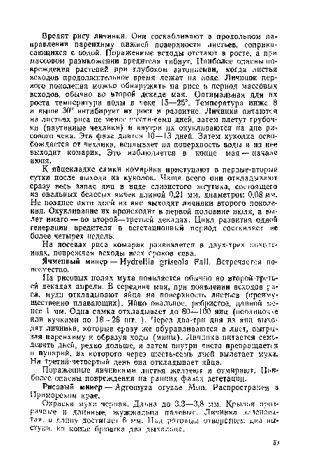 Окраска мухи черная. Длина до 3,3—3,8 мм. Крылья прозрачные и длинные, жужжальца палевые. Личинка зеленоватая, в длину достигает 6 мм. Над ротовым отверстием два выступа, на конце брюшка два дыхальца.