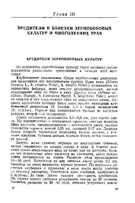 Длина полосатого долгоносика 3,5—5,6 мм, жук серого цвета. На переднеспинке и надкрыльях проходят светлые полоски. Яйцо овальное, свежеотложенное — желтоватого цвета, позднее становится черным, длиной 0,25 мм, шириной 0,17 мм. Личинка белая, покрыта торчащими волосками, голова желтая, с темными жвалами. Куколка мягкая, вначале белая, затем становится желтой.