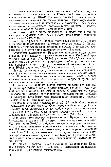 Отродившиеся личинки живут внутри стеблей, где они выгрызают продольные ходы, и этим наносят большой вред: урожай семян снижается на 20% и более. С увеличением срока пользования клевера увеличивается повреждаемость стеблей; на клеверах четвертого года пользования количество поврежденных стеблей достигает 80%.