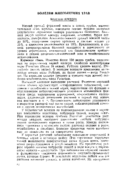 Вызывает массовое выпадение растений. Развитию корневой гнили обычно предшествует неинфекционное заболевание, связанное с ослаблением тканей корня, нарушением его функции и обусловленное неблагоприятными условиями меняющихся факторов среды, нарушением агротехники, повреждением насекомыми, длительным затенением растений в первый год жизни, под покровом и т. п. Вредоносность заболевания усиливается с возрастом растений или после засухи, неблагоприятной зимовки и других ослабляющих воздействий.