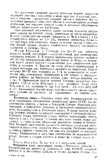 При массовой численности, кроме листьев, гусеницы выгрызают мякоть на головке корня, уничтожая ее часто полностью. В этом случае урожай корней снижается на 50 ц и более с 1 га, сахаристость падает на 1,5—2%, теряется полностью ботва — ценный корм для животных. Корни сахарной свеклы с объеденной ботвой трудно убирать комбайнами, поэтому приходится прибегать к ручному труду.