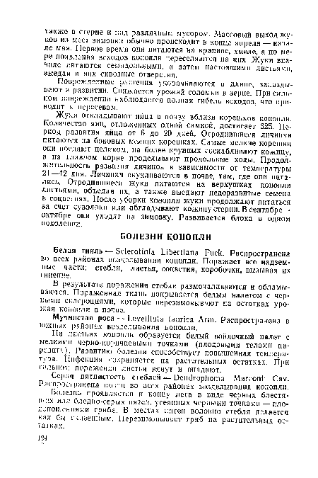 Белая гниль — Sclerotinia Libertiana Fuck. Распространена во всех районах возделывания конопли. Поражает все надземные части: стебли, листья, соцветия, коробочки, вызывая их гниение.