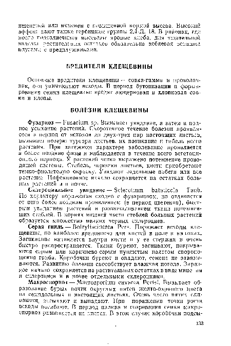 Серая гниль — Botrytiscinerea Pers. Поражает всходы клещевины, но наиболее вредоносно для кистей в поле и на токах. Загнивание начинается внутри кисти и у ее стержня и очень быстро распространяется. Ткани буреют, загнивают, покрываются серым или коричнево-серым пушистым налетом спороно-шения гриба. Коробочки буреют и опадают, семена не завязываются. Развитию болезни способствует влажная погода. Заразное начало сохраняется на растительных остатках в виде мицелия и склероциев и в почве отдельными склероциями.