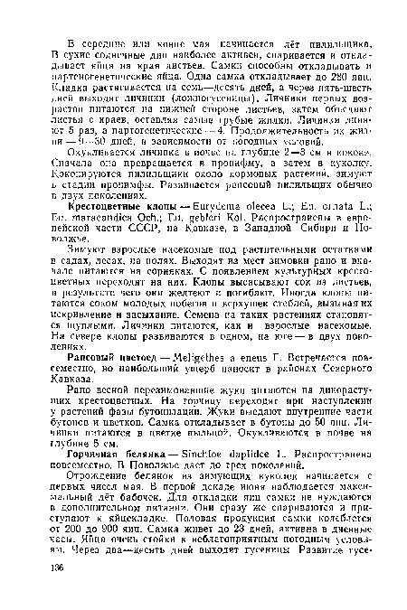 Рапсовый цветоед — Meligethes а eneus F. Встречается повсеместно, но наибольший ущерб наносит в районах Северного Кавказа.