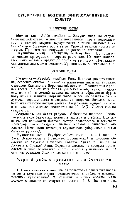 Антракноз, или белая рябуха,— Sphacloma menthae. Проявляется в виде беловатых пятен на листьях и стеблях. При повышенной влажности болезнь быстро развивается и вызывает преждевременное опадание листьев. Урожай значительно снижается. Источником инфекции служат послеуборочные остатки больных растений.