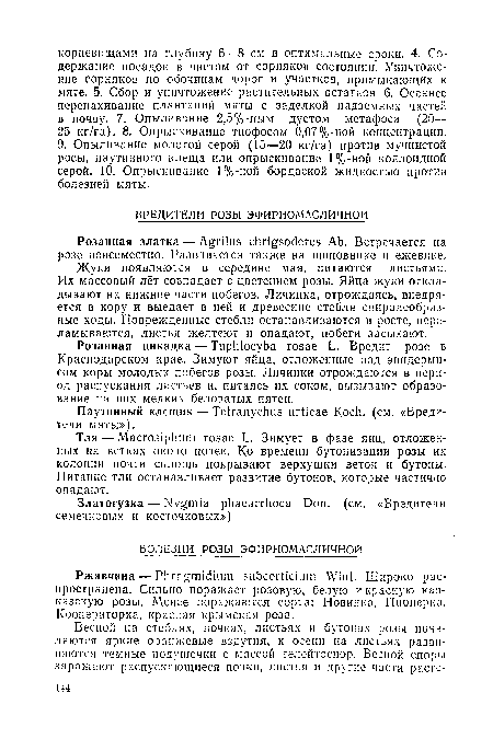 Розанная златка — Agrilus chrigsoderes Ab. Встречается на розе повсеместно. Развивается также на шиповнике и ежевике.