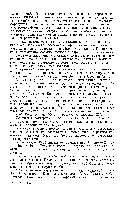 Черная пятнистость, или альтернариоз,— Alternaría brassi-сае Sacc. Встречается повсеместно при повышенной влажности воздуха в период созревания и уборки семенников. Проявляется в потемнении кончика молодого стручка, а у созревших стручков — в виде многочисленных темно-сизых пятен на поверхности, на листьях, преимущественно нижних,— темно-коричневых пятен. Повреждения семенников вредителями способствуют заболеванию альтернариозом.