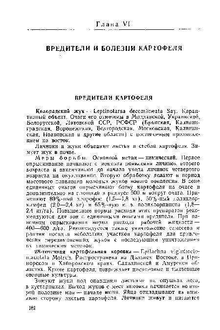 Меры борьбы. Основной метод — химический. Первое опрыскивание начинают с момента появления личинок второго возраста и заканчивают до начала ухода личинок четвертого возраста на окукливание. Вторую обработку делают в период массового появления молодых жуков нового поколения. В зоне единичных очагов опрыскивают ботву картофеля на очаге и дополнительно на площади в радиусе 500 м вокруг очага. Применяют 80%-ный хлорофос (1,5—1,8 кг), 50%-ный полихлор-камфен (2,0—2,4 кг) и 65%-ную к. э. полихлорпинена (1,8— 2.4 кг/га). Повышенные нормы расхода этих препаратов рекомендуются для зон с единичными очагами вредителя. При наземном опрыскивании норма расхода рабочей жидкости — 400—600 л/га. Рекомендуется также уничтожение самосева и ранняя посадка небольших участков картофеля для привлечения перезимовавших жуков с последующим уничтожением их химическим методом.