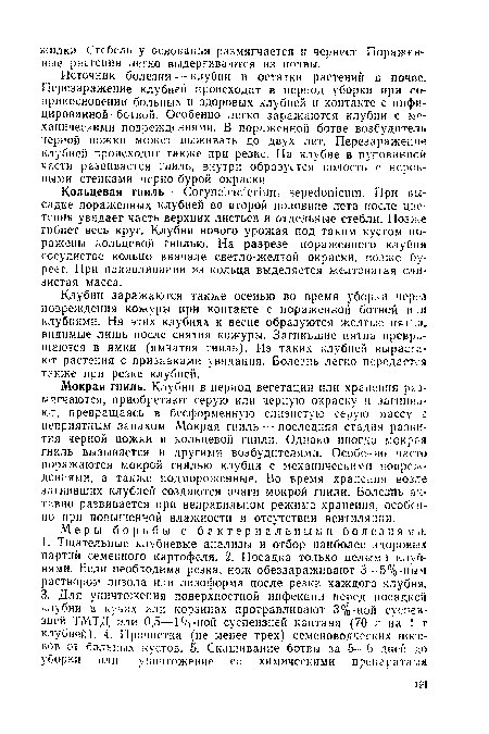 Клубни заражаются также осенью во время уборки через повреждения кожуры при контакте с пораженной ботвой или клубнями. На этих клубнях к весне образуются желтые пятна, видимые лишь после снятия кожуры. Загнившие пятна превращаются в ямки (ямчатая гниль). Из таких клубней вырастают растения с признаками увядания. Болезнь легко передается также при резке клубней.