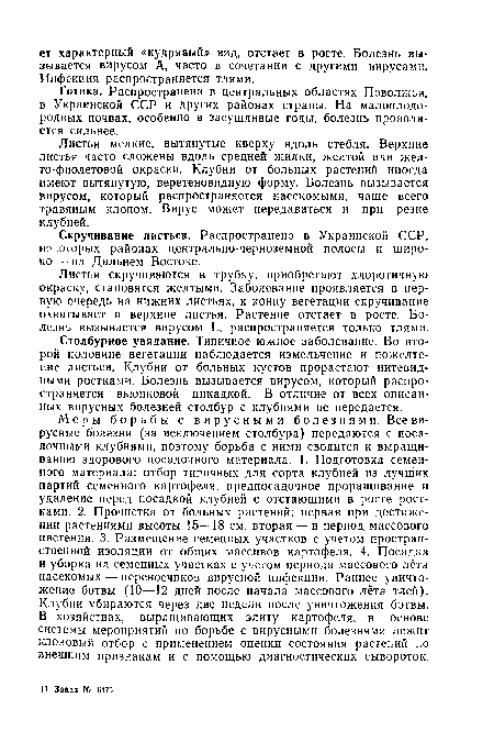 Листья мелкие, вытянутые кверху вдоль стебля. Верхние листья часто сложены вдоль средней жилки, желтой или желто-фиолетовой окраски. Клубни от больных растений иногда имеют вытянутую, веретеновидную форму. Болезнь вызывается вирусом, который распространяется насекомыми, чаще всего травяным клопом. Вирус может передаваться и при резке клубней.