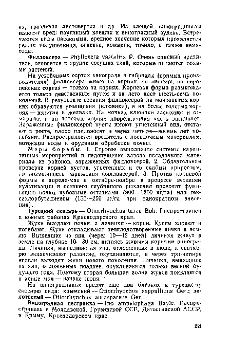 Филлоксера — Phylloxera vastatrix Р. Очень опасный вредитель, относится к группе сосущих тлей, которые питаются соками растений.