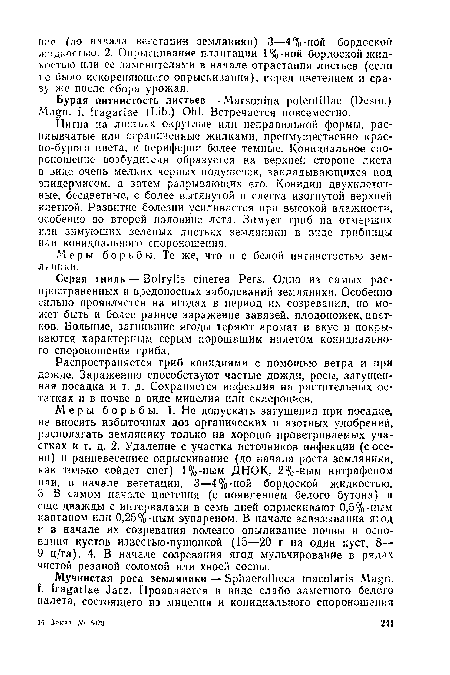 Серая гниль — Botrytis cinerea Pers. Одно из самых распространенных и вредоносных заболеваний земляники. Особенно сильно проявляется на ягодах в период их созревания, но может быть и более раннее заражение завязей, плодоножек, цветков. Больные, загнившие ягоды теряют аромат и вкус и покрываются характерным серым порошащим налетом конидиального спороношения гриба.