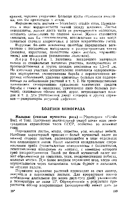 Поражаются листья, ягоды, соцветия, усы, молодые побеги. Наиболее характерный признак — белый мучнистый налет на нижней стороне листьев, располагающийся в виде отдельных или сливающихся пятен. Налет является конидиальным споро-ношением гриба (разветвленные конидиеносцы с бесцветными, лимоновидными конидиями на концах), с помощью которого гриб распространяется. Такой же белый мучнистый налет может образоваться на соцветиях, усах, неодревесневших побегах, молодых ягодах. При более позднем заражении ягод, когда оно осуществляется через плодоножки, ягоды буреют и засыхают, не образуя налета.