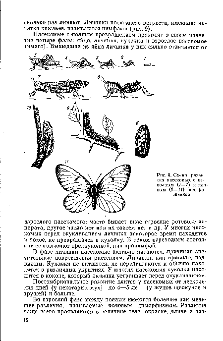 Систематика насекомых схема