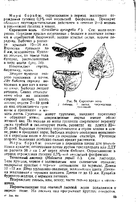 Сиреневая моль фото листьев