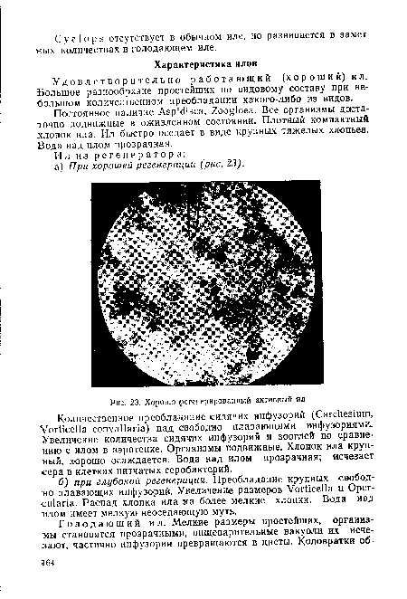 Хорошо -регенерированный активный ял