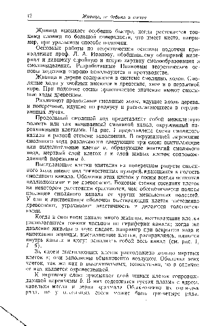 Различают продольные смоляные ходы, идущие вдоль дерева, и поперечные, идущие по радиусу и располагающиеся в сердцевинных лучах.