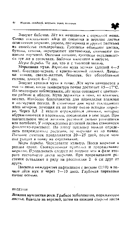 Морковная муха. Взрослая муха мелкая (длиной 4—5 мм), блестяще-черная, с красно-зеленой головой. Личинки тонкие, светло-желтые, безногие, без обособленной головы, длиной 6—7 мм.