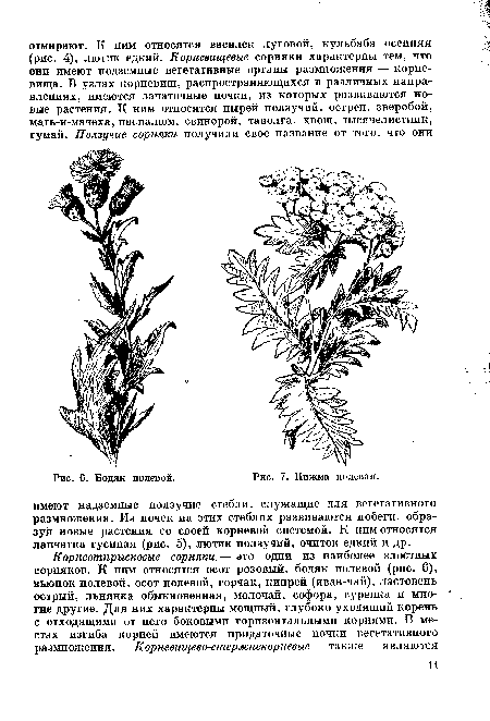 Бодяк полевой.	