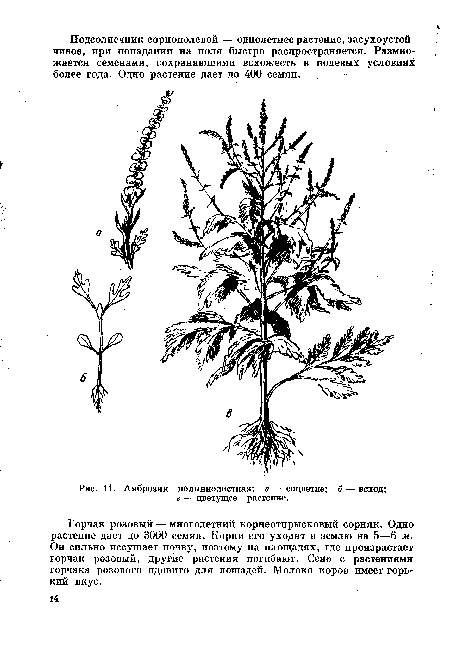 Амброзия полыннолистная