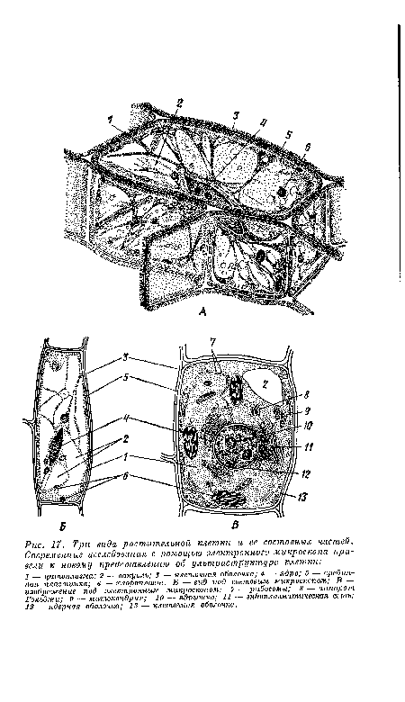 Три вида растительной клетки и ее составных частей. Современные исследования с помощью электронного микроскопа привели к новому представлению об ультраструктуре клетки