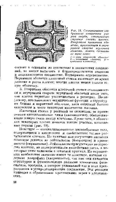 Пластиды — специализированные дискообразные тела, содержащиеся в цитоплазме и свойственные только растительным клеткам. По наличию или отсутствию пигмента пластиды делятся на лейкопласты (бесцветные) и хромопласты (окрашенные). Лейкопласты присутствуют во взрослых клетках, не подвергающихся воздействию света, а некоторые типы включены в запасной крахмал. Из окрашенных наибольшее значение имеют те пластиды, которые содержат хлорофилл (хлоропласты), так как они являются структурно и функционально полными элементами фотосинтеза, процесса, в котором углекислый газ и вода превращаются в углеродсодержащие соединения. Эти реакции приводят к образованию крахмальных зерен в хлоропла-стах.