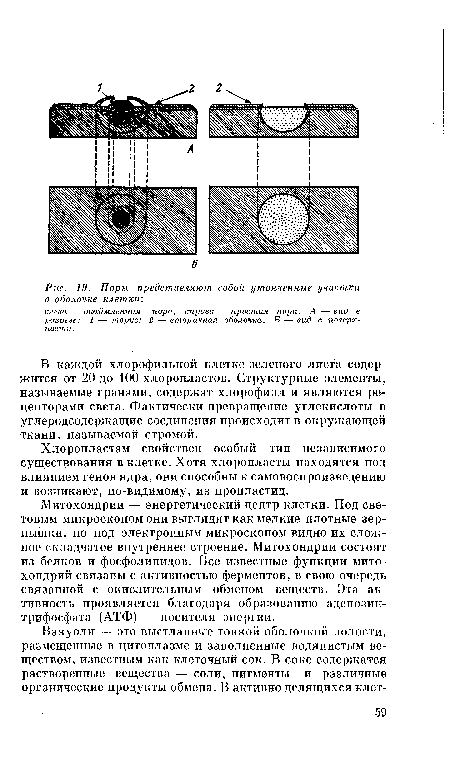 Поры представляют собой утонченные участки в оболочке клетки .