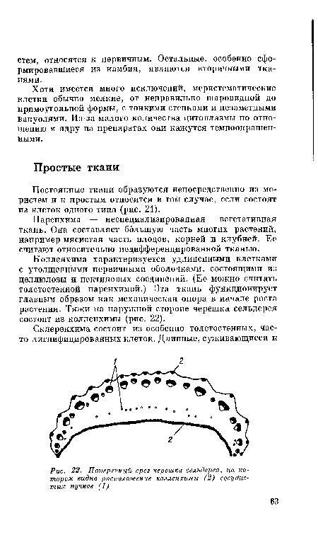 Поперечный срез черешка сельдерея, на котором видно расположение колленхимы (2) сосудистых пучков (1)