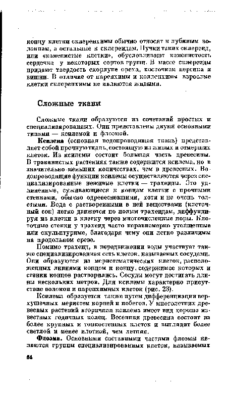 Ксилема образуется также путем дифференциации верхушечных меристем корней и побегов. У многолетних древесных растений вторичная ксилема имеет вид хорошо известных годичных колец. Весенняя древесина состоит из более крупных и тонкостенных клеток и выглядит более светлой и менее плотной, чем летняя.