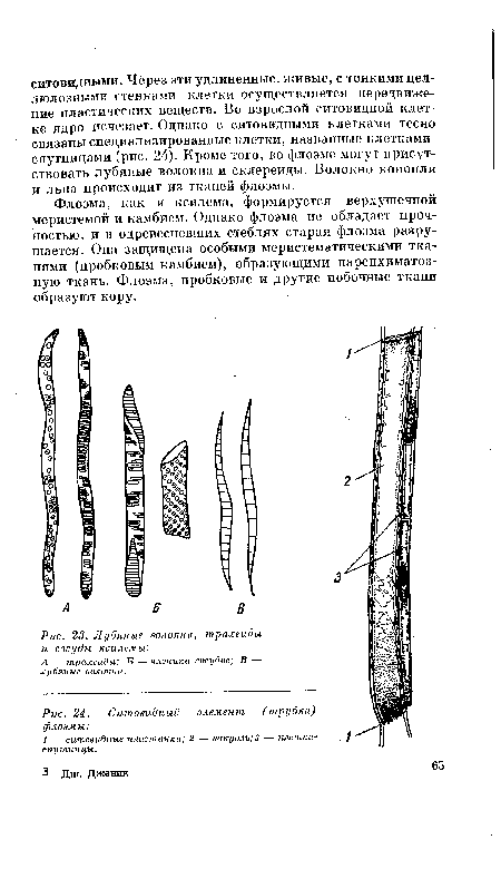 Лубяные волокна, трахеиды и сосуды ксилемы