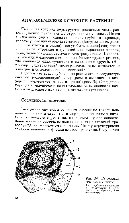 Поперечный срез стебля мяты