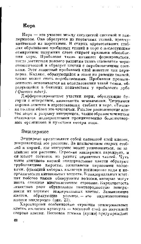 Эпидермис представляет собой сплошной слой клеток, покрывающий все растение. За исключением старых стеблей и корней, где эпидермис может уничтожаться, он защищает все растение. Строение эпидермиса варьирует, и он может состоять из разных первичных тканей. Чуть выше кончиков корней эпидермальные клетки образуют трубковидные выросты, называемые корневыми волосками, функцией которых является поглощение воды и неорганических питательных веществ. В эпидермальных клетках побегов также обнаружены волоски, которые могут иметь сложное многоклеточное строение. Бархатистость лепестков розы обусловлена неоднородностью поверхности их верхних эпидермальных клеток. Замыкающие клетки, образующие устьица,— это видоизмененные клетки эпидермиса (рис. 27).