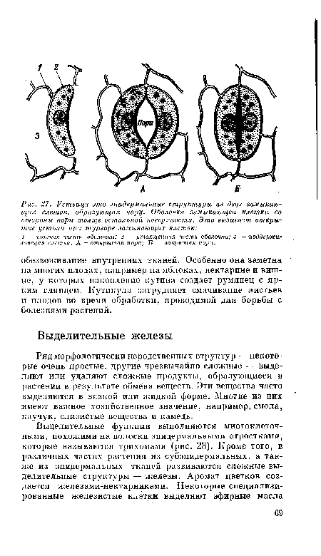 Ряд морфологически неродственных структур — некоторые очень простые, другие чрезвычайно сложные — выделяют или удаляют сложные продукты, образующиеся в растении в результате обмена веществ. Эти вещества часто выделяются в вязкой или жидкой форме. Многие из них имеют важное хозяйственное значение, например, смола, каучук, слизистые вещества и камедь.