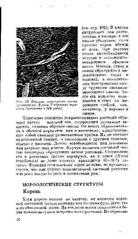 Верхняя поверхность листа хризантемы. Видны Т-образные трихомы (увеличено в 144 раза).