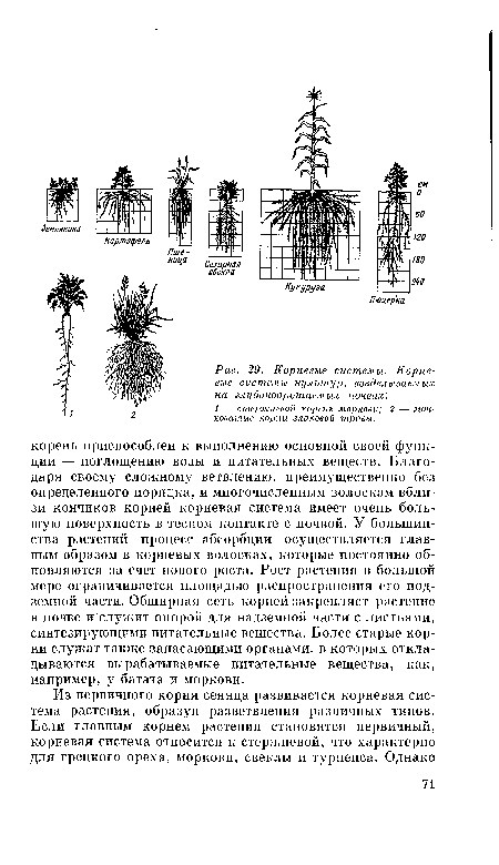 Корневые системы. Корне-вые системы культур, возделываемых на глубокоорошаемых почвах .