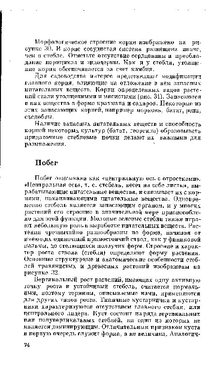 Для садоводства интерес представляют модификации главного корня, влияющие на отложение в нем запасных питательных веществ. Корни определенных видов растений стали утолщенными и мясистыми (рис. 31). Запасаются в них вещества в форме крахмала и сахаров. Некоторые из этих запасающих корней, например морковь, батат, репа, съедобны.