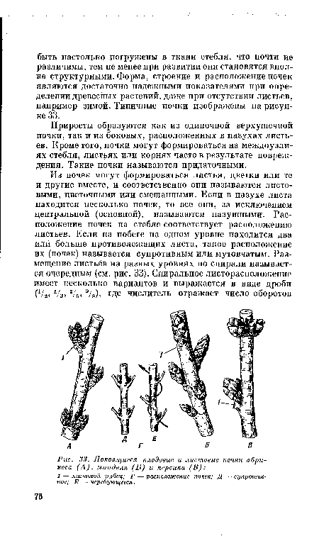 Приросты образуются как из одиночной верхушечной почки, так и из боковых, расположенных в пазухах листьев. Кроме того, почки могут формироваться на междоузлиях стебля, листьях или корнях часто в результате повреждения. Такие почки называются придаточными.