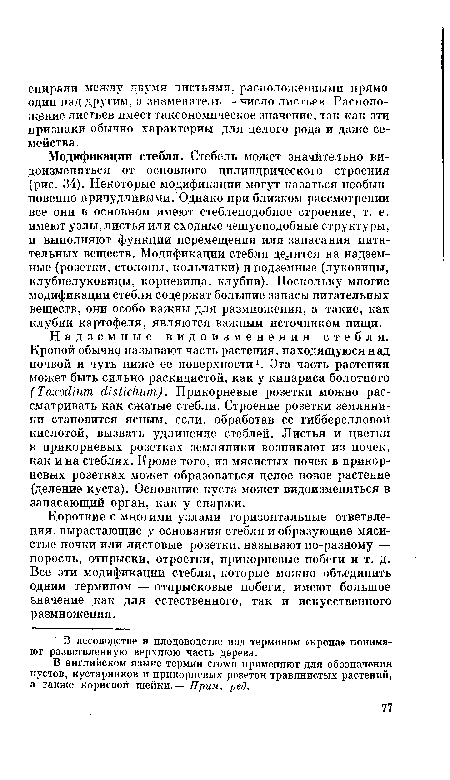 Модификации стебля. Стебель может значительно видоизменяться от основного цилиндрического строения (рис. 34). Некоторые модификации могут казаться необыкновенно причудливыми. Однако при близком рассмотрении все они в основном имеют стеблеподобное строение, т. е. имеют узлы, листья или сходные чешуеподобные структуры, и выполняют функции перемещения или запасания питательных веществ. Модификации стебля делятся на надземные (розетки, столоны, кольчатки) и подземные (луковицы, клубнелуковицы, корневища, клубни). Поскольку многие модификации стебля содержат большие запасы питательных веществ, они особо важны для размножения, а такие, как клубни картофеля, являются важным источником пищи.