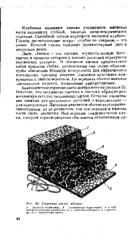 Строение листа яблони