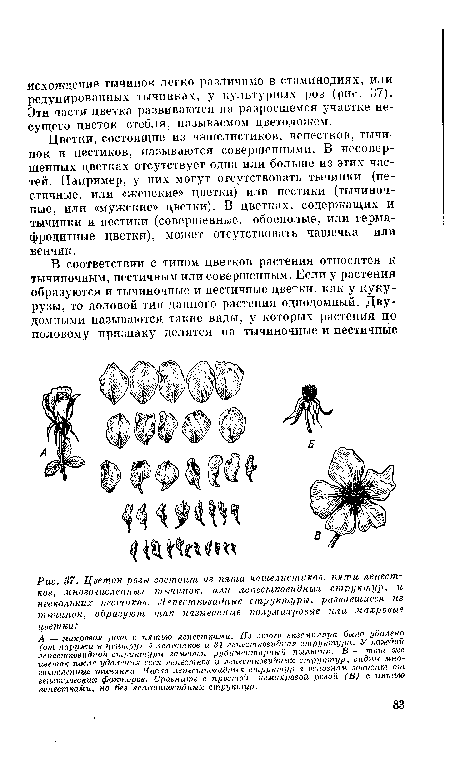 Цветок розы состоит из пяти чашелистиков, пяти лепестков, многочисленных тычинок, или лепестковидных структур, и нескольких пестиков. Лепестковидные структуры, развившиеся из тычинок, образуют так называемые полумахровые или махровые цветки