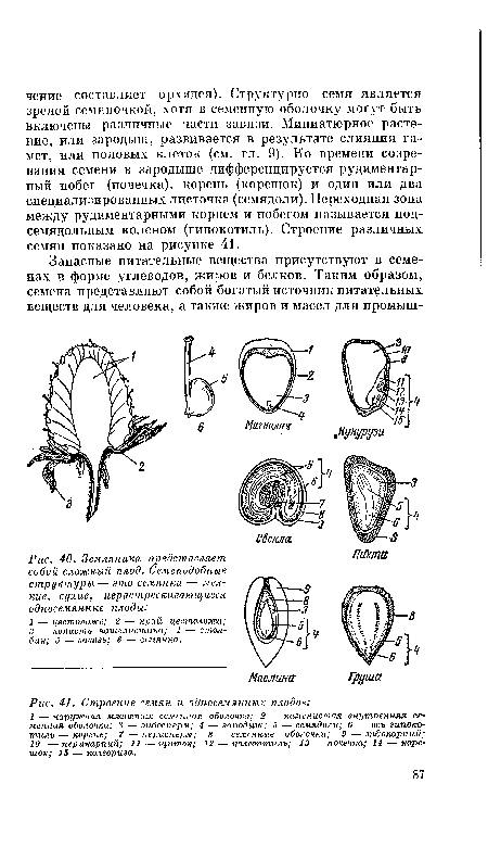 Земляника представляет собой сложный плод. Семеподобные структуры — это семянки — мелкие, сухие, нерастрескивающиеся односемянные плоды