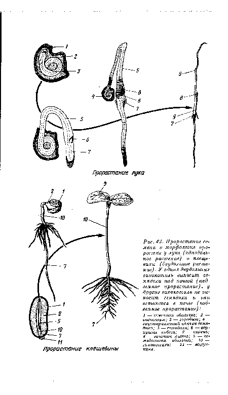 Прорастание семени и морфология проростка у лука (однодольное растение) и клещевины (двудольное растение). У одних двудольных гипокотиль выносит семядоли над почвой (надземное прорастание), у других гипокотиль не выносит семядоли и они остаются в почве (подземное прорастание)