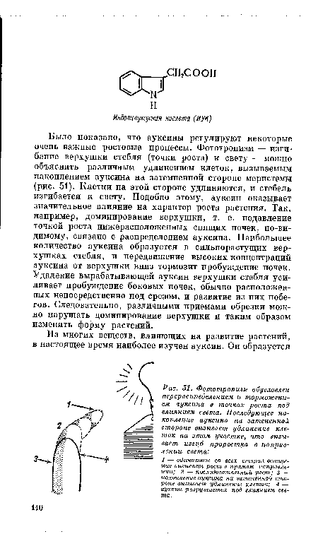 Было показано, что ауксины регулируют некоторые очень важные ростовые процессы. Фототропизм — изгибание верхушки стебля (точки роста) к свету — можно объяснить различным удлинением клеток, вызываемым накоплением ауксина на затемненной стороне меристемы (рис. 51). Клетки на этой стороне удлиняются, и стебель изгибается к свету. Подобно этому, ауксин оказывает значительное влияние на характер роста растения. Так, например, доминирование верхушки, т. е. подавление точкой роста нижерасположенных спящих почек, по-видимому, связано с распределением ауксина. Наибольшее количество ауксина образуется в сильнорастущих верхушках стебля, и передвижение высоких концентраций ауксина от верхушки вниз тормозит пробуждение почек. Удаление вырабатывающей ауксин верхушки стебля усиливает пробуждение боковых почек, обычно расположенных непосредственно под срезом, и развитие из них побегов. Следовательно, различными приемами обрезки можно нарушать доминирование верхушки и таким образом изменять форму растений.