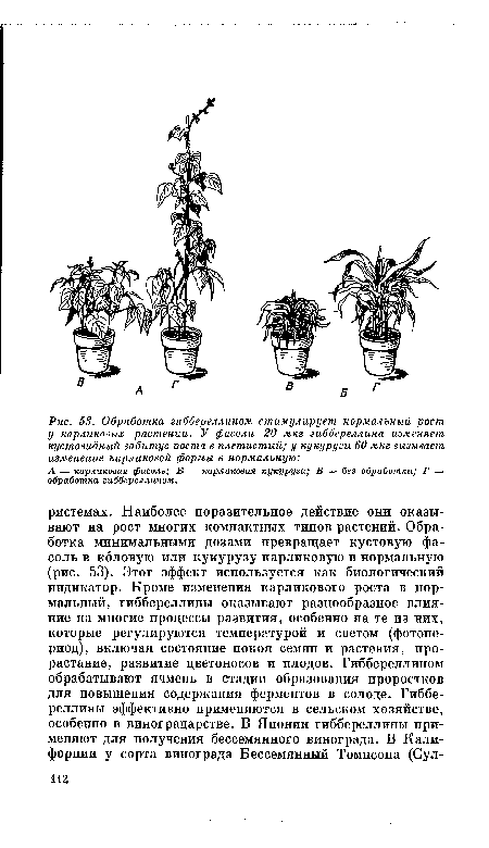 А — карликовая фасоль; Б — карликовая кукуруза; В — без обработки; Г — обработка гиббереллином.